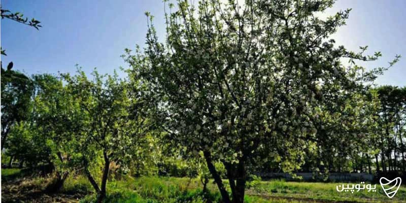 باغ سیب مهرشهر