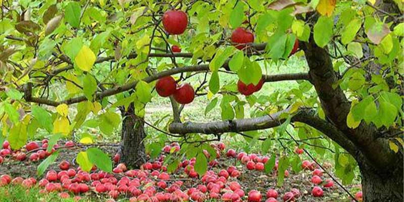 باغ سیب مهرشهر