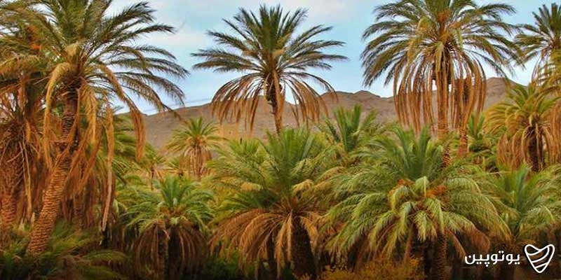 کویر زردگاه