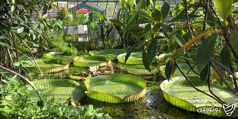 باغ-گیاه-شناسی-بازل