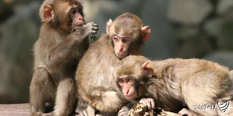 Takasakiyama-Monkey-Park