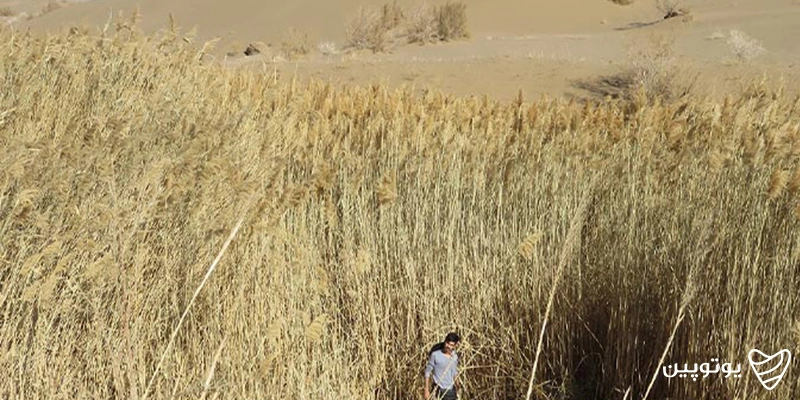 جاهای دیدنی کویر مصر: نیزار کویر مصر