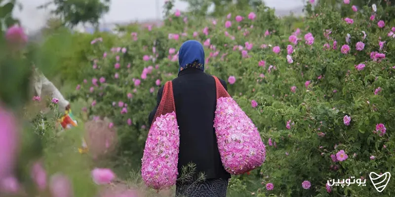 مراسم گلابگیری کاشان