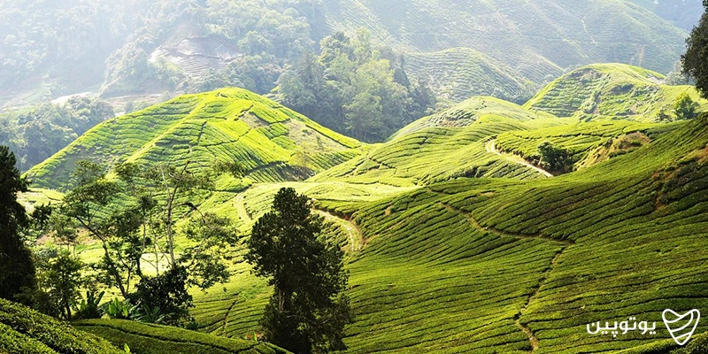 ارتفاعات کامرون در مالزی (Cameron Highlands)