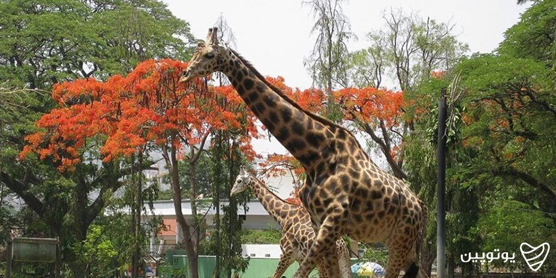 باغ وحش سری چاماراجندر (Sri Chamarajendra Zoo)
