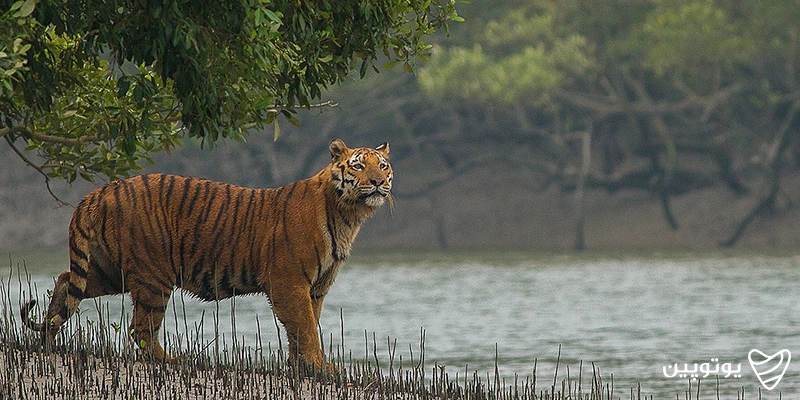 پارک ملی سانداربنس (Sundarbans National Park)