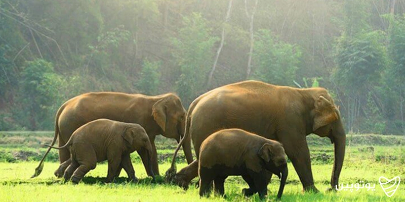 پارک ملی پریار (Periyar National)