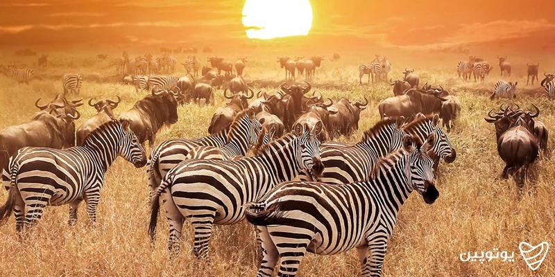 پارک ملی سرنگتی (Serengeti) و حیات وحش بینظیر آن