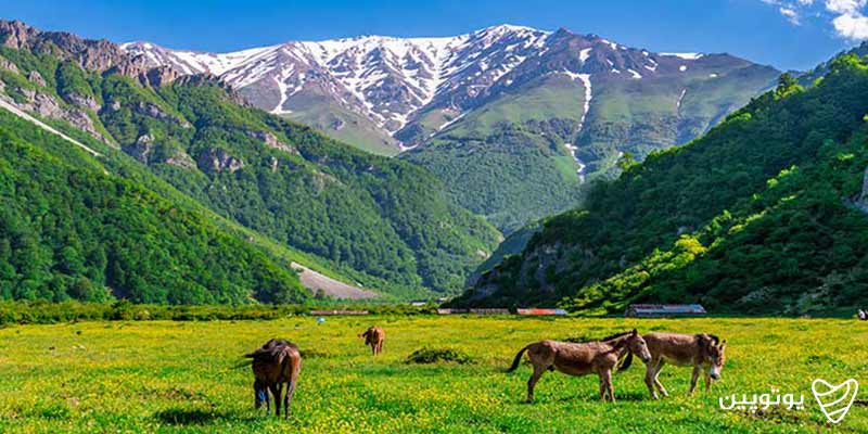 دشت-دریاسر