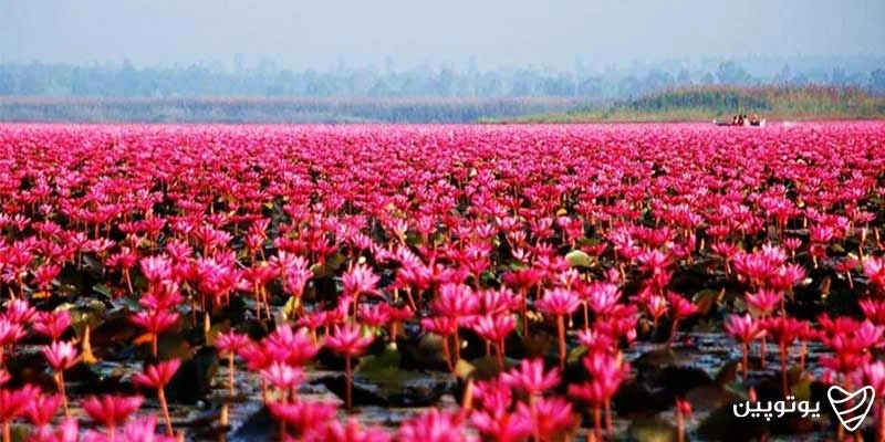 تالاب انزلی در تابستان
