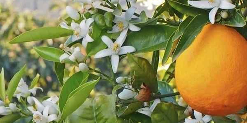جاهای دیدنی بابل