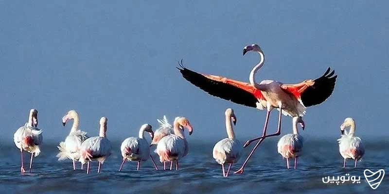 تالاب-آلماگل