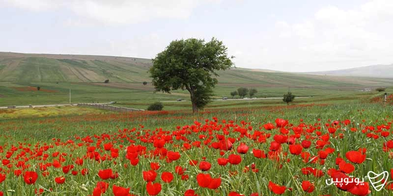 دشت بیلو-جاهای دیدنی مریوان
