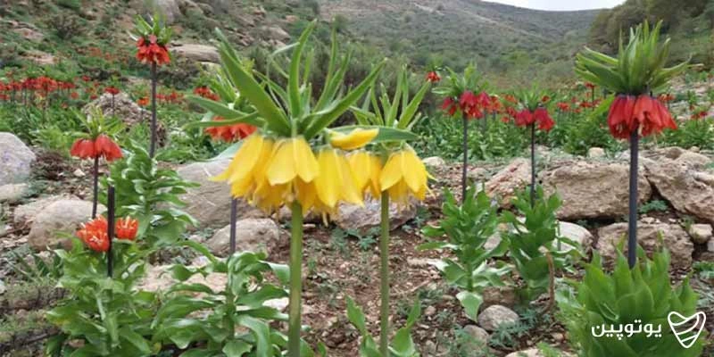 دشت لاله‌های واژگون رزستان