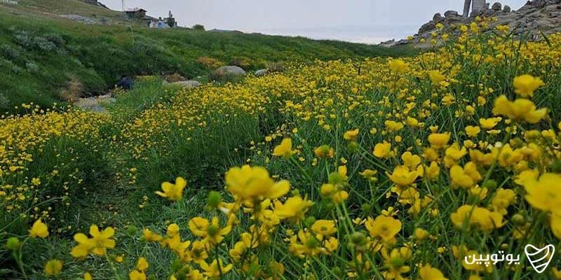 دشت میشان