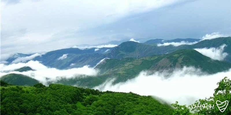 جنگل ناهارخوران