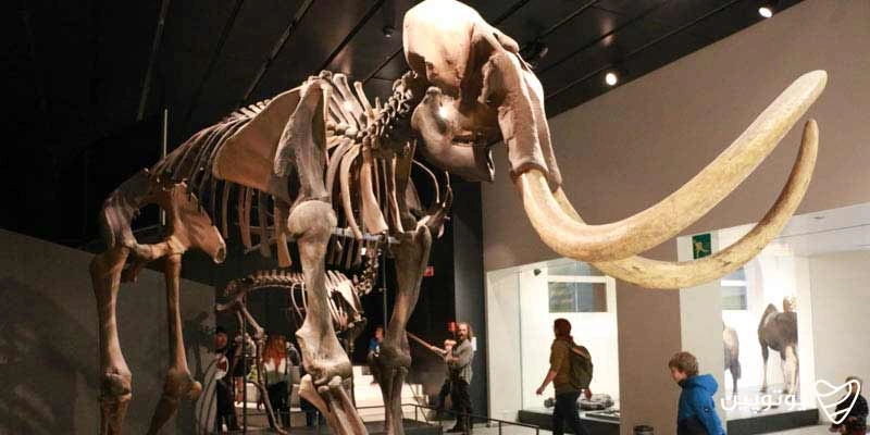 Zoological-Museum