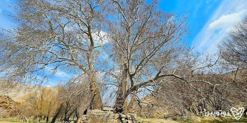روستای کنگاور کهنه و درخت چنار ۴۰۰ ساله