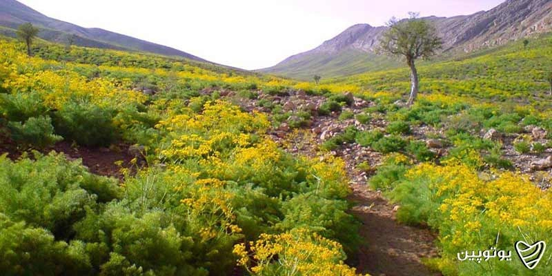 دشت راق