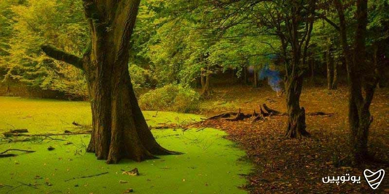 مرداب هسل
