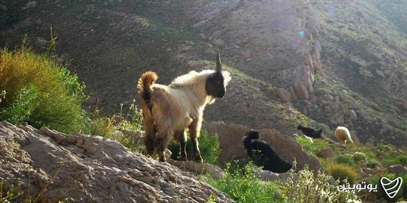 منطقه حفاظت‌شده دنا
