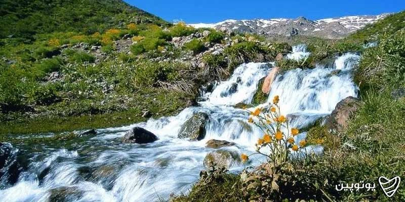 چشمه میشی