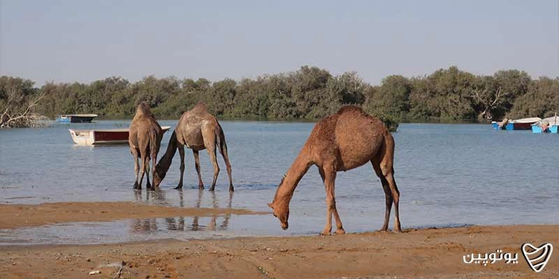بندر گواتر