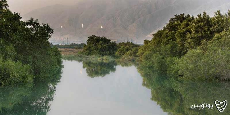 جنگل حرا عسلویه