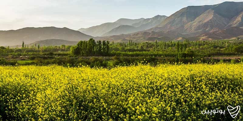 دشت‌های سبز فام نیشابور