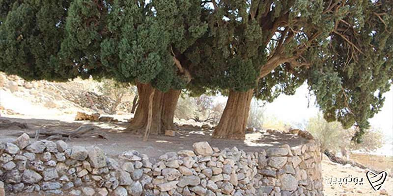 سرو کلانی