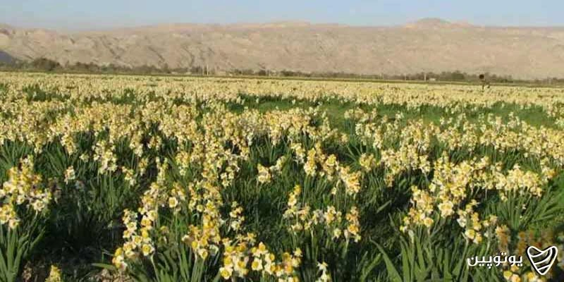 نرگس‌زار جره