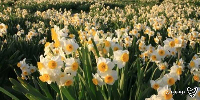 نرگس‌زارهای کازرون