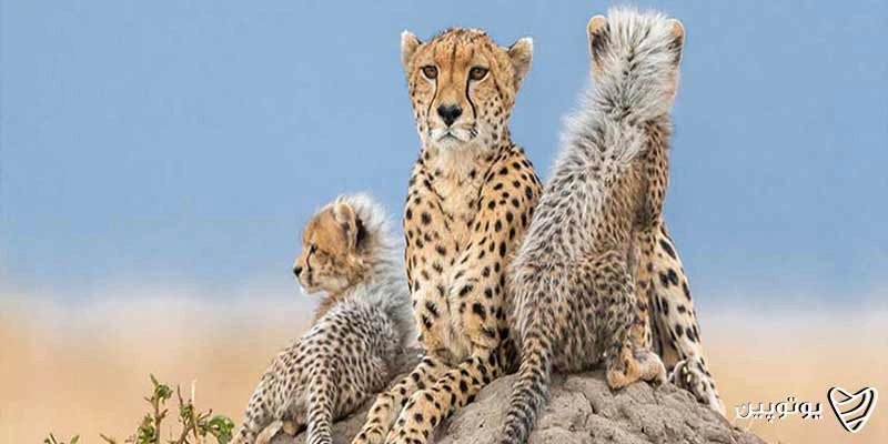 پوشش گیاهی و جانوری کویر رضا آباد