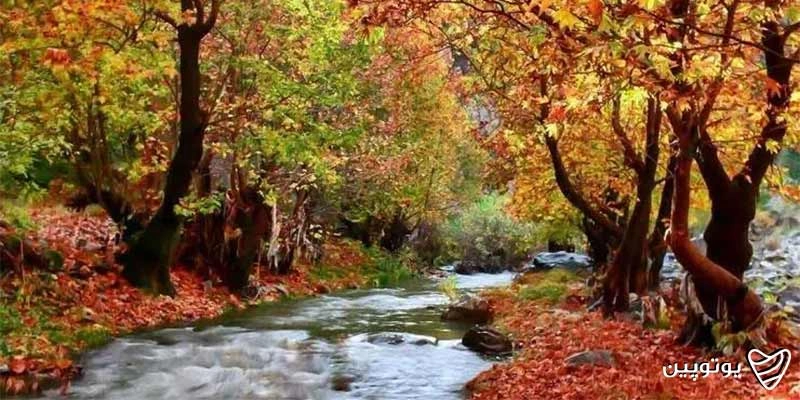 جنگل‌های-پردانان
