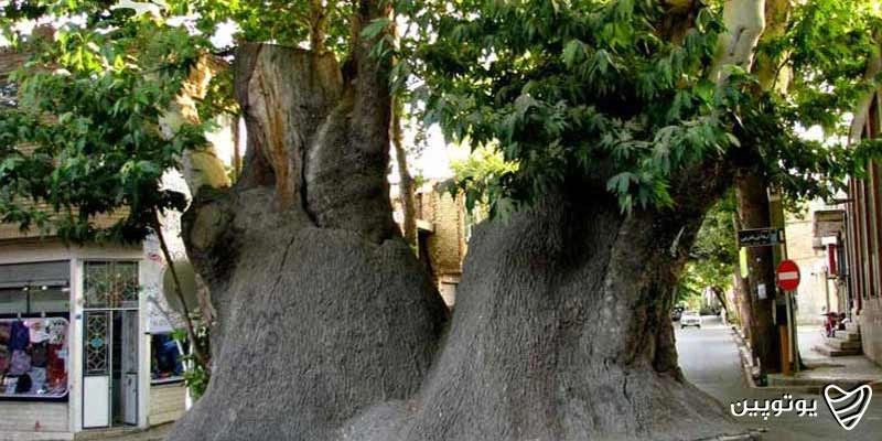 درخت-چنار-دوهزارساله