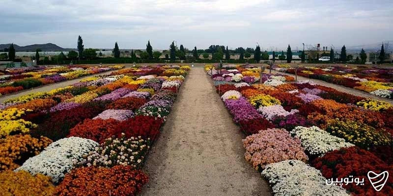 دهکده-گل-و-گیاهان-زینتی-محلات