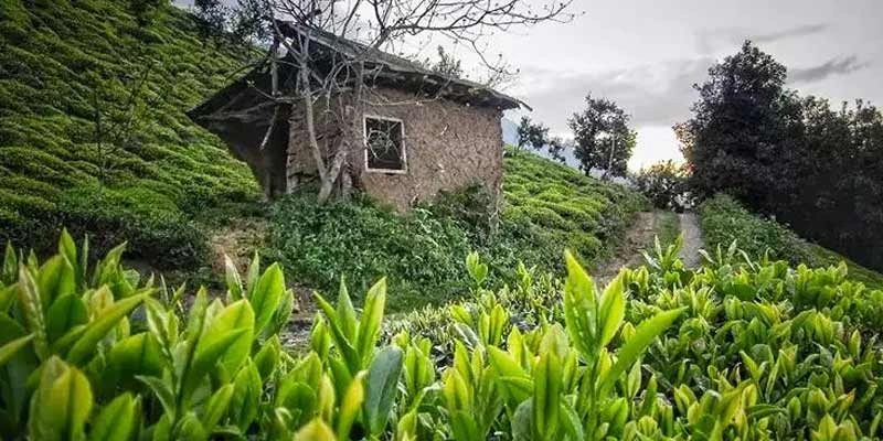 جاهای-دیدنی-املش
